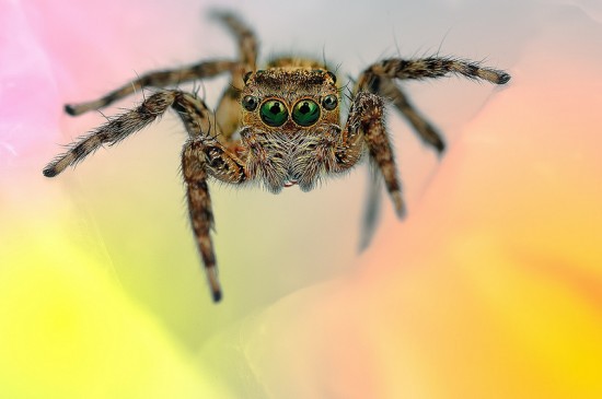 Macrophotographs of Spiders Staring Right Into Your Soul 004