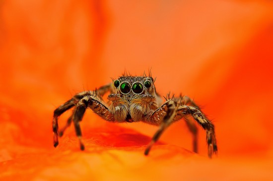Macrophotographs of Spiders Staring Right Into Your Soul 005