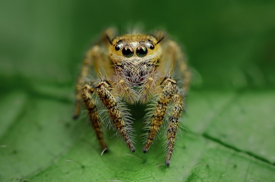 Macrophotographs of Spiders Staring Right Into Your Soul 006