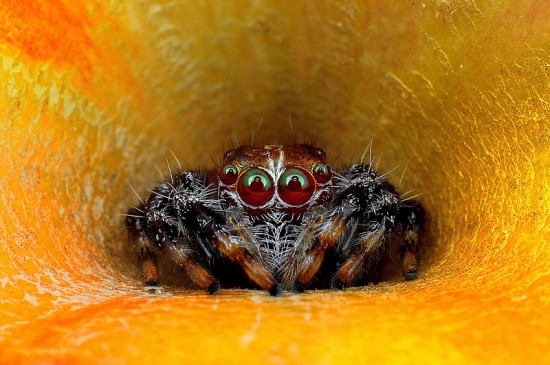 Macrophotographs of Spiders Staring Right Into Your Soul 007
