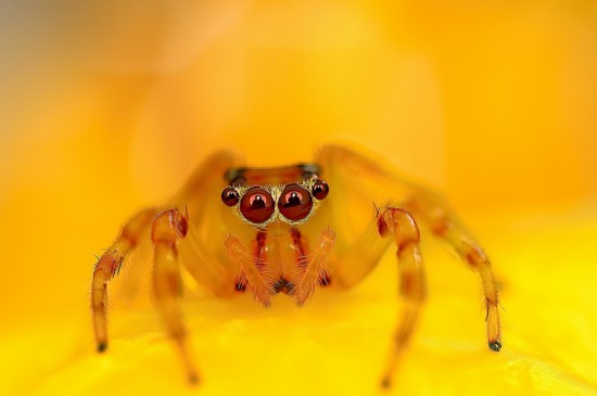 Macrophotographs of Spiders Staring Right Into Your Soul 008