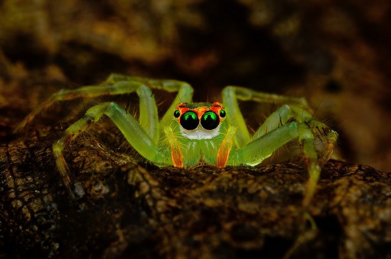 Macrophotographs of Spiders Staring Right Into Your Soul 009