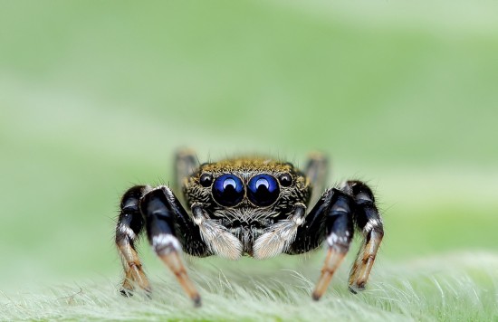 Macrophotographs of Spiders Staring Right Into Your Soul 010