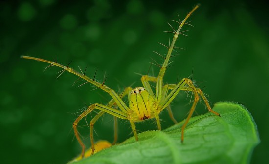 Macrophotographs of Spiders Staring Right Into Your Soul 011