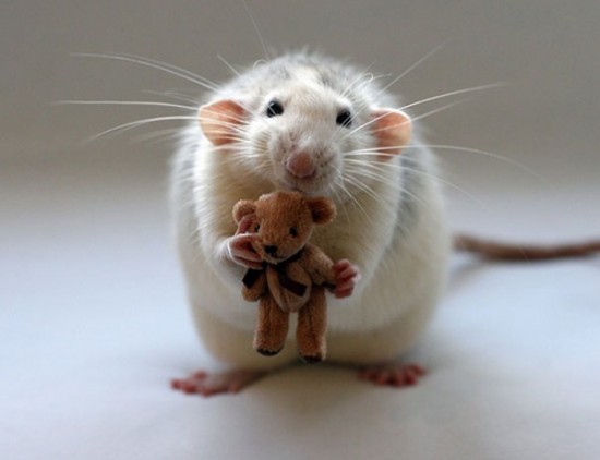 Pet Rats Photographed with Miniature Teddy Bears 001