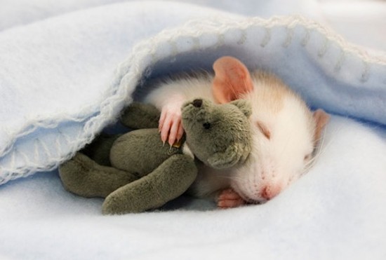 Pet Rats Photographed with Miniature Teddy Bears 002