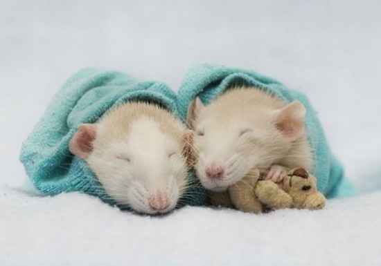 Pet Rats Photographed with Miniature Teddy Bears 003