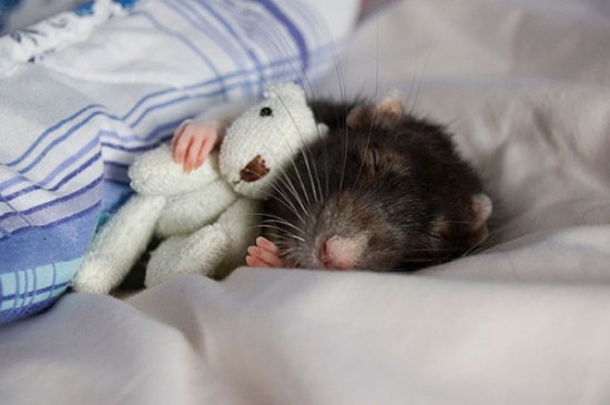 Pet Rats Photographed with Miniature Teddy Bears 004