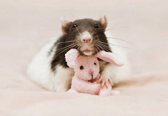 Pet Rats Photographed with Miniature Teddy Bears 005
