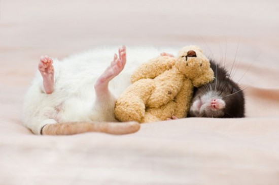 Pet Rats Photographed with Miniature Teddy Bears 006