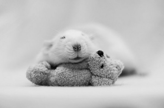 Pet Rats Photographed with Miniature Teddy Bears 007