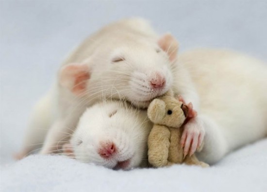Pet Rats Photographed with Miniature Teddy Bears 008