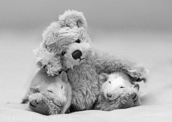 Pet Rats Photographed with Miniature Teddy Bears 009
