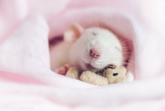 Pet Rats Photographed with Miniature Teddy Bears 010