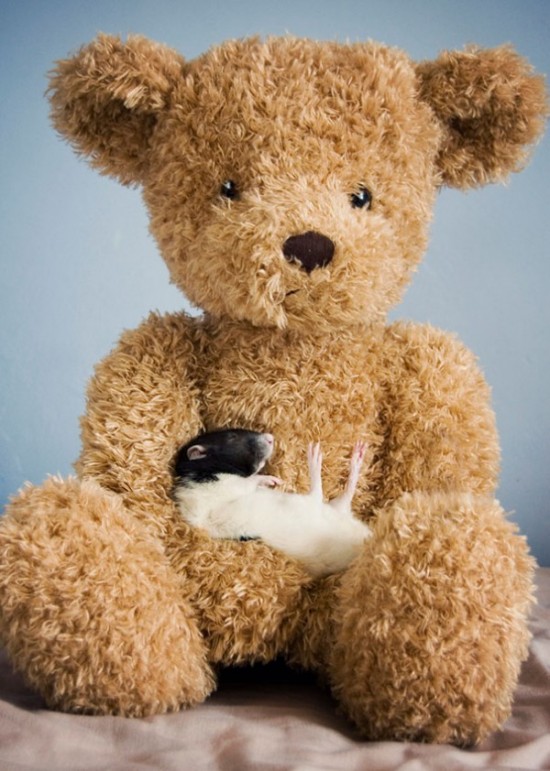 Pet Rats Photographed with Miniature Teddy Bears 011