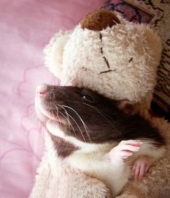 Pet Rats Photographed with Miniature Teddy Bears 012
