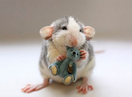 Pet Rats Photographed with Miniature Teddy Bears 013