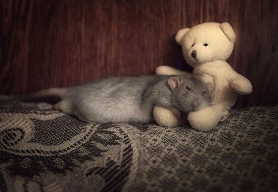 Pet Rats Photographed with Miniature Teddy Bears 014