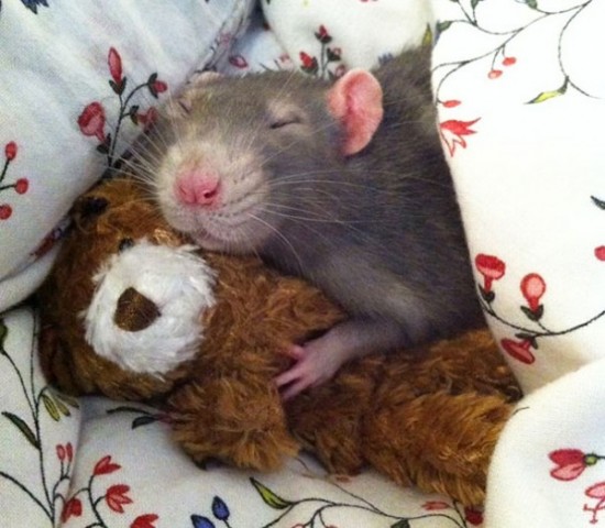 Pet Rats Photographed with Miniature Teddy Bears 015