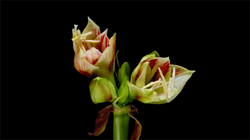 10 Beautiful Gif Images Of Flower 001