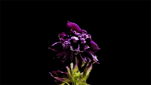10 Beautiful Gif Images Of Flower 004