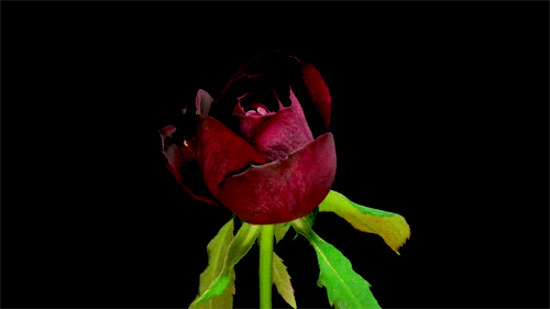 10 Beautiful Gif Images Of Flower 006