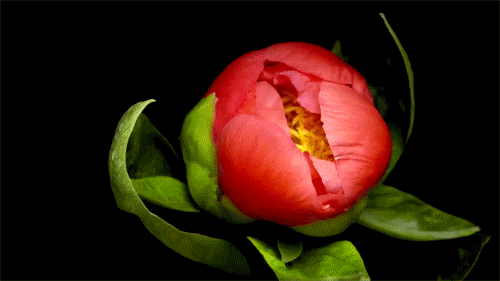 10 Beautiful Gif Images Of Flower 007