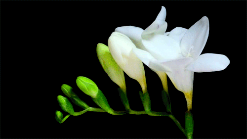 10 Beautiful Gif Images Of Flower 009