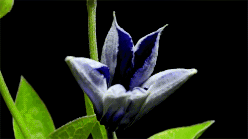 10 Beautiful Gif Images Of Flower 010