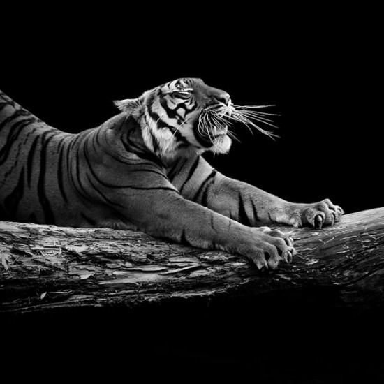 12 Animal Portraits in Black and White 001