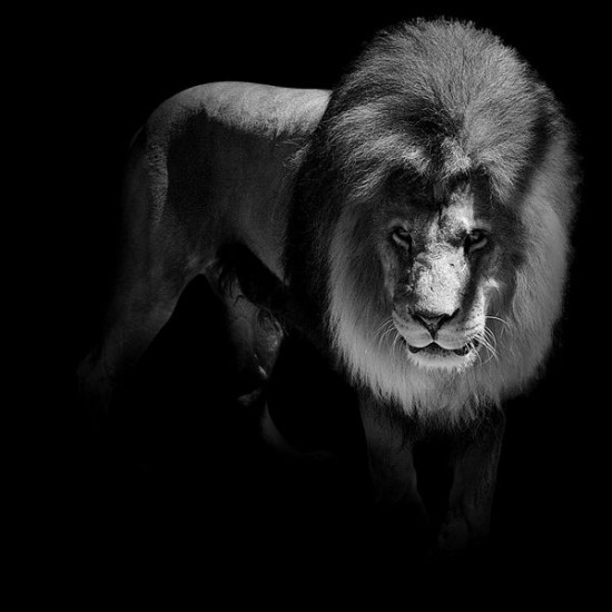 12 Animal Portraits in Black and White 002