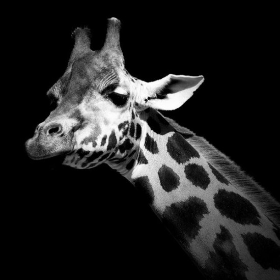 12 Animal Portraits in Black and White 005