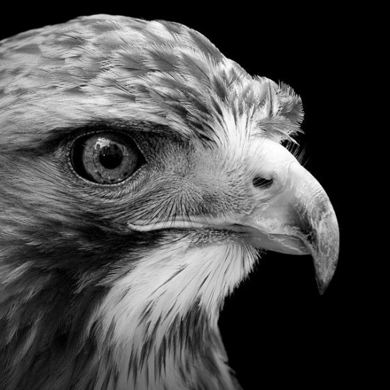 12 Animal Portraits in Black and White 006