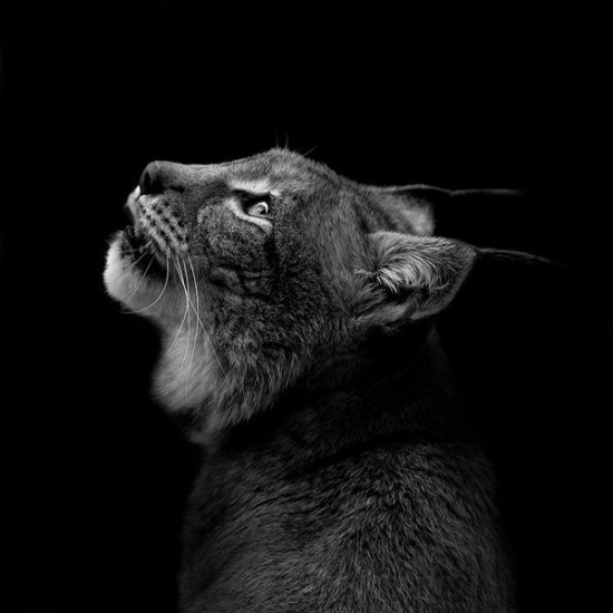 12 Animal Portraits in Black and White 010