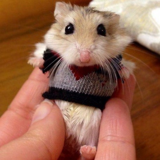 21 Animals Wearing Sweaters 001