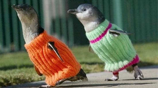 21 Animals Wearing Sweaters 002