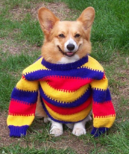 21 Animals Wearing Sweaters 004