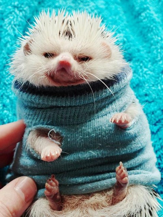 21 Animals Wearing Sweaters 005