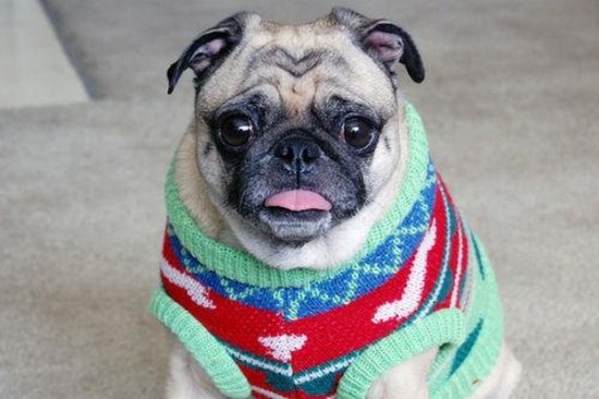 21 Animals Wearing Sweaters 006