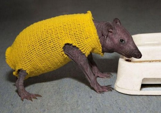 21 Animals Wearing Sweaters 008