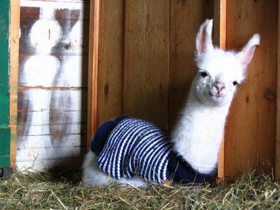 21 Animals Wearing Sweaters 011