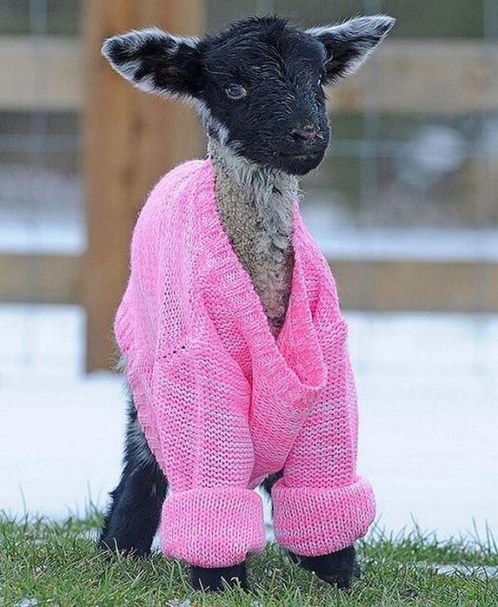 21 Animals Wearing Sweaters 012