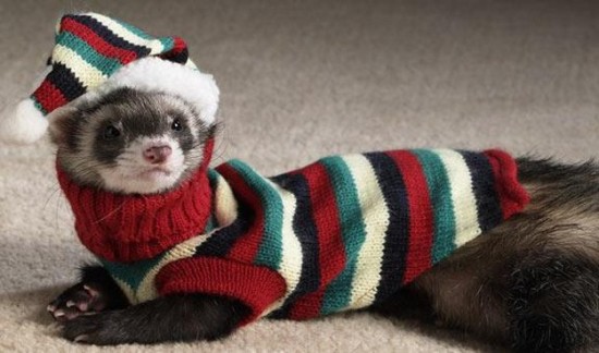 21 Animals Wearing Sweaters 013
