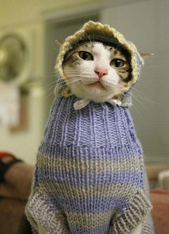 21 Animals Wearing Sweaters 014