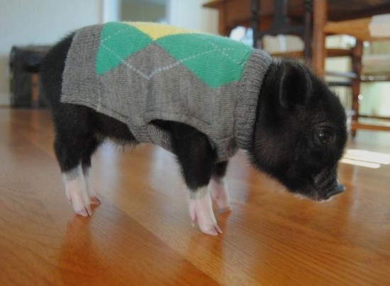21 Animals Wearing Sweaters 015