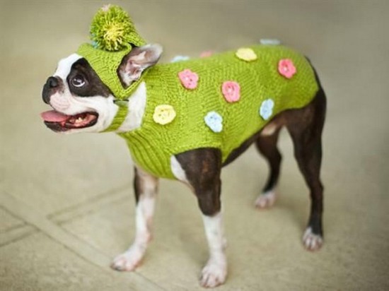 21 Animals Wearing Sweaters 017