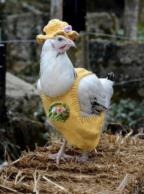 21 Animals Wearing Sweaters 020