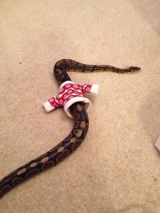 21 Animals Wearing Sweaters 021