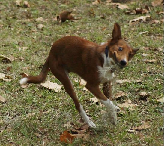 21 More Dogs That Forgot How to Dog 008