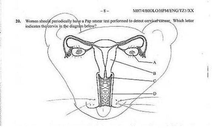 22 Funny Exam Answers 014